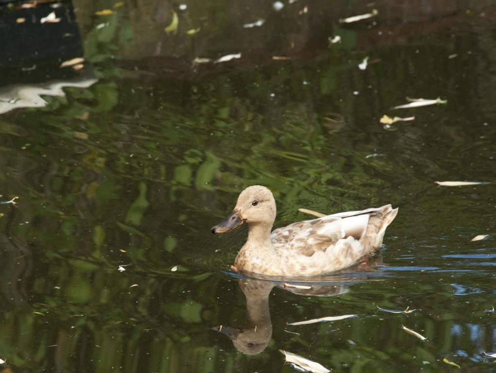 Apartment Canal Garden Staywell Amsterdam
