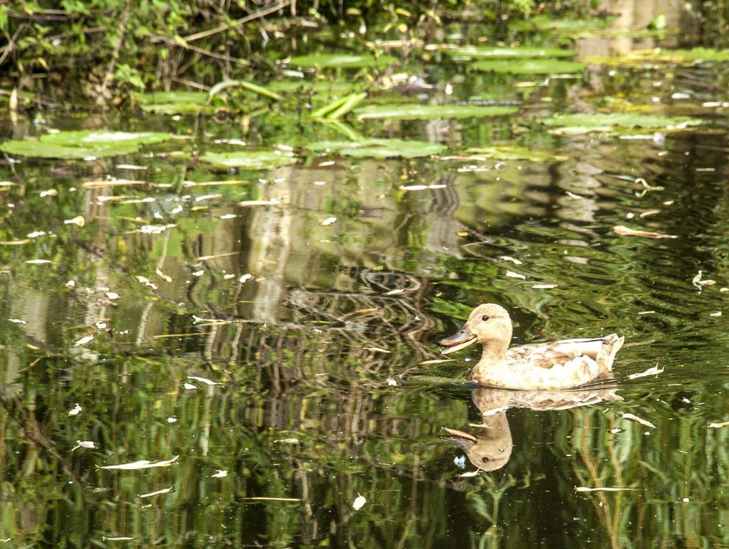 Apartment Canal Garden Staywell