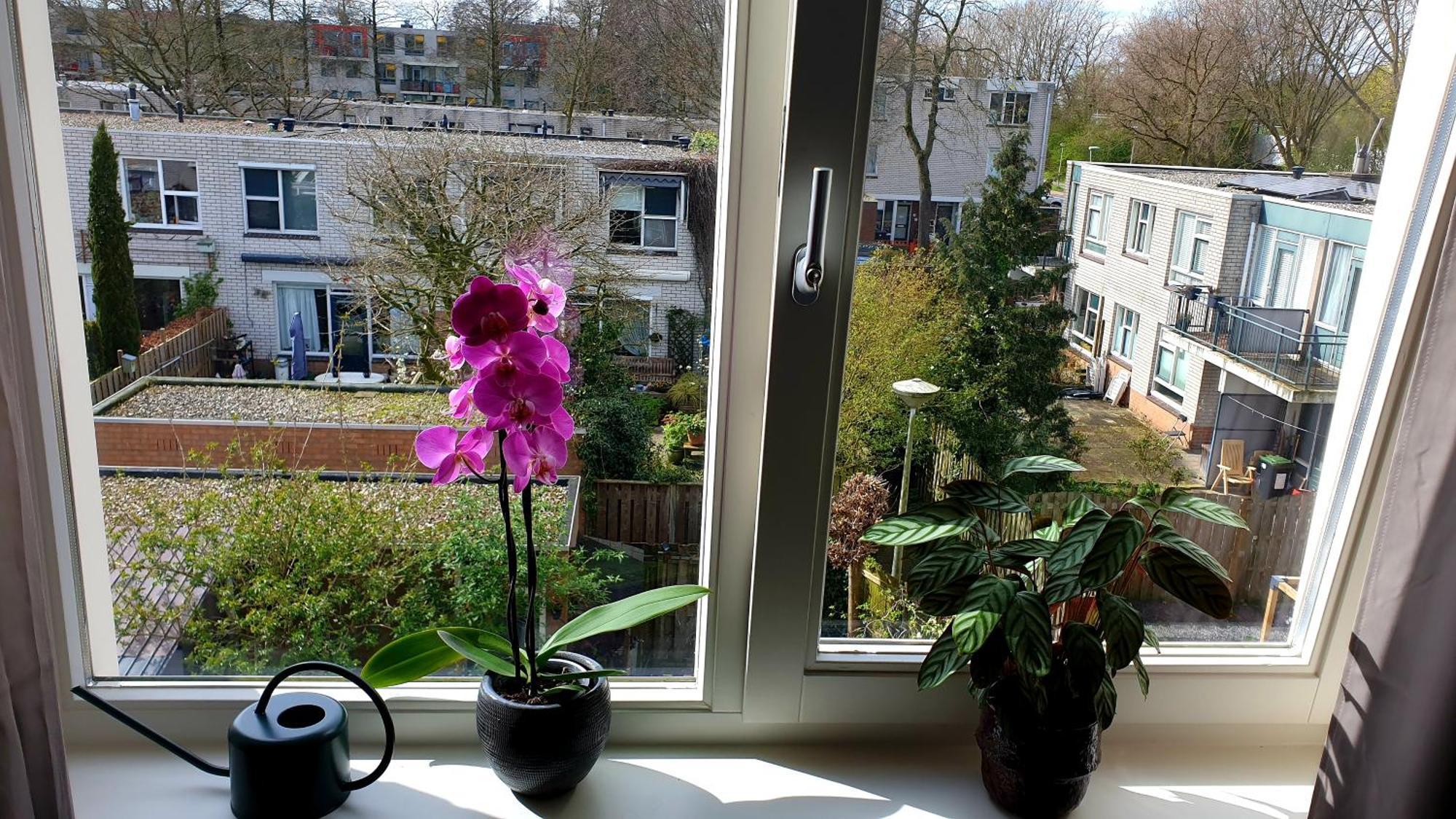 Amor Guesthouse Frühstückspension