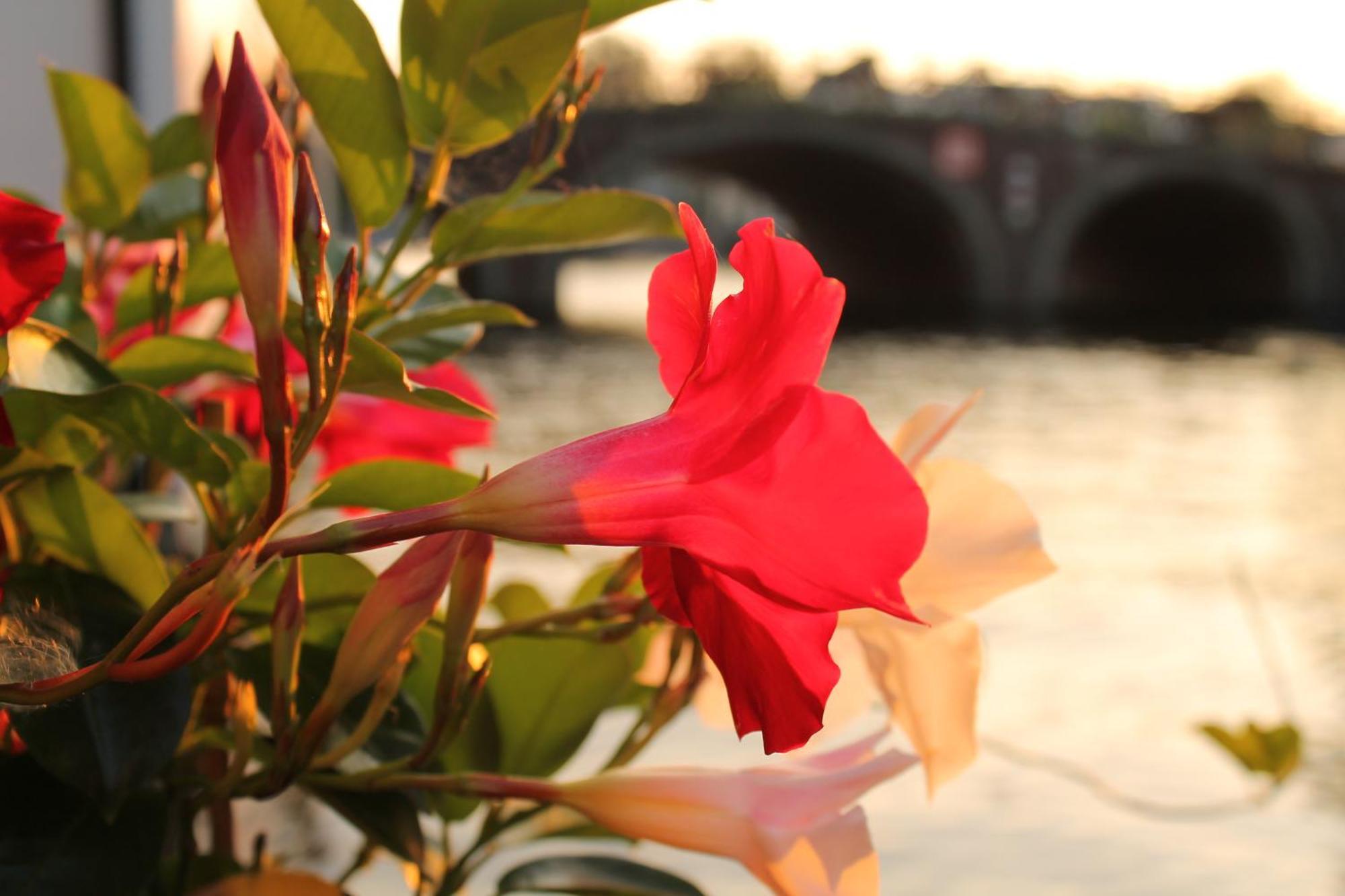 Bed & Breakfast Houseboat Orpheus