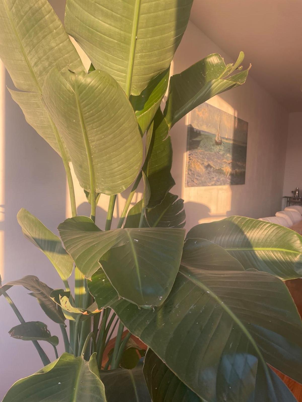 Large West With Balcony *