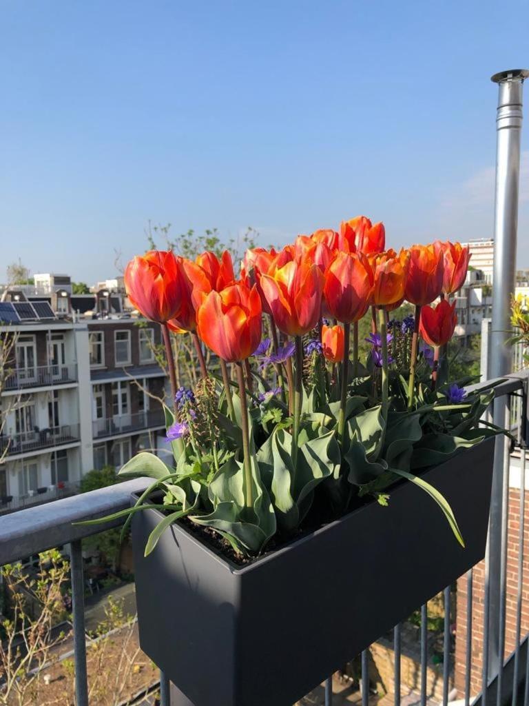 Spacious With Roofterrace By Vondelpark Appartement