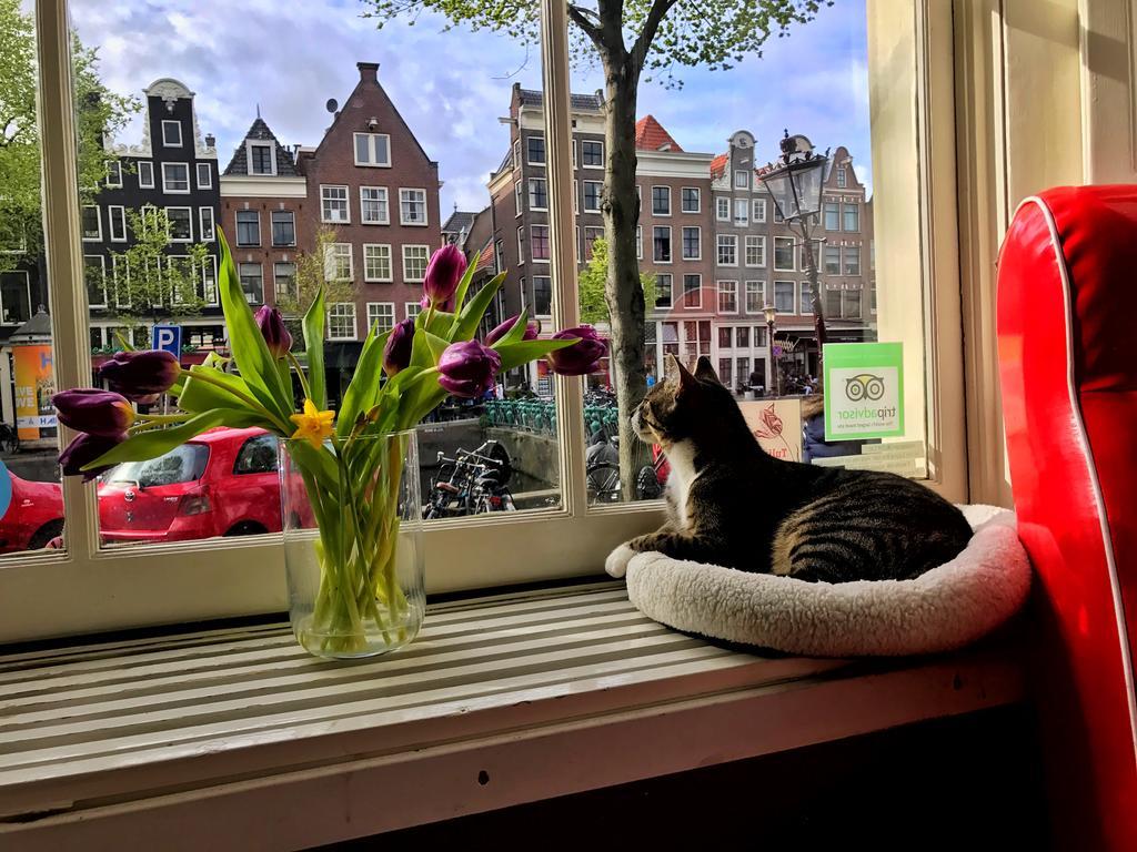 Tulip Of Couette-café