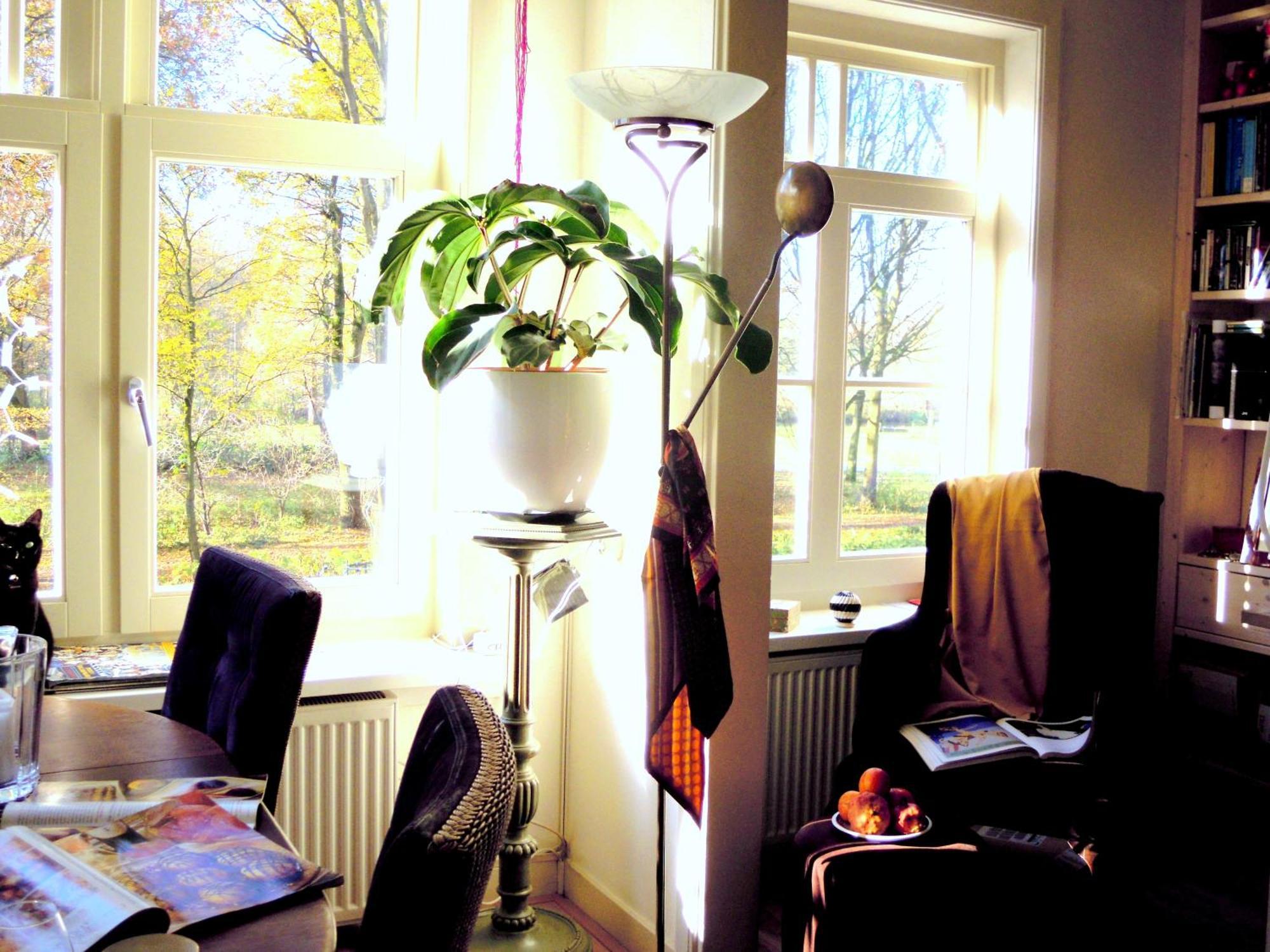 Missortelia Ámsterdam